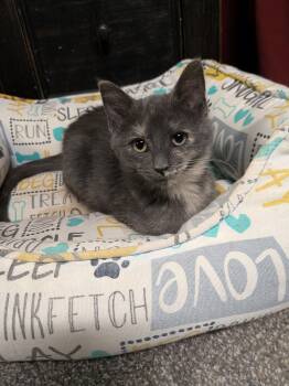 Rescue Domestic Short Hair Cats for Adoption - Valley | PetCurious