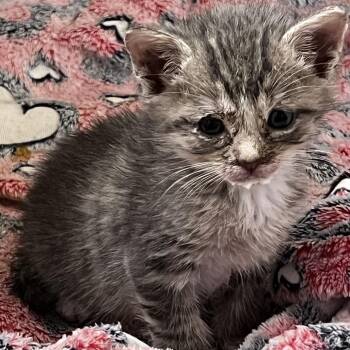 Winston -  Domestic Short Hair Cat for Adoption in Mt. Juliet, Tennessee - Winston | PetCurious