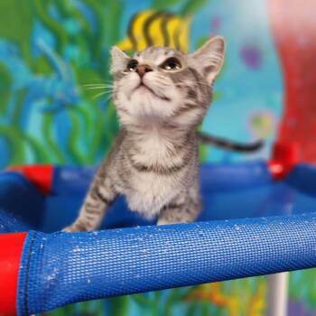 Dobby -  Domestic Medium Hair Cat Available for Adoption in Dixon, Illinois - Dobby | PetCurious
