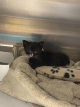 CRATOR -  Domestic Short Hair Cat for Adoption in Doral, Florida - CRATOR | PetCurious