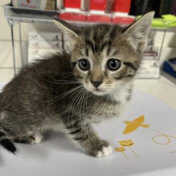 Alice -  Domestic Short Hair Cat for Adoption in Tampa, Florida - Alice | PetCurious
