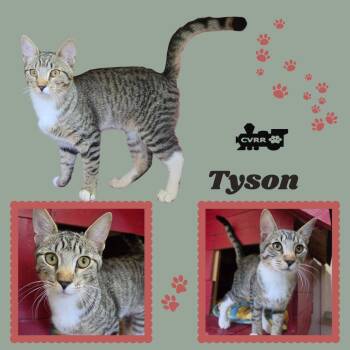 Tyson (Kitten) -  Tabby Cat for Adoption in Lindsay, California - Tyson (Kitten) | PetCurious