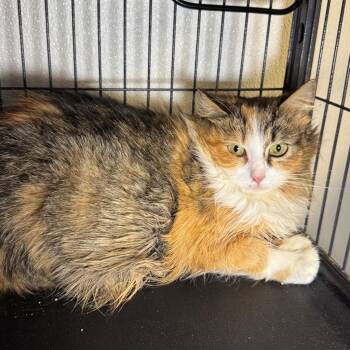 Domestic Medium Hair Cats Available for Adoption in Saginaw, Michigan - Lindi | PetCurious