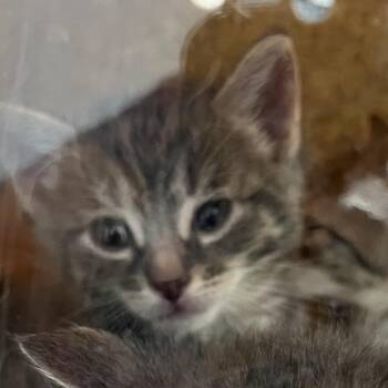 Qtip -  Domestic Short Hair Cat for Adoption in Philadelphia, Pennsylvania - Qtip | PetCurious