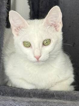 Domestic Short Hair Cats Available for Adoption - Krya | PetCurious