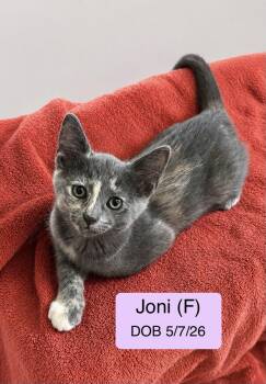 Joni -  Domestic Short Hair and Dilute Tortoiseshell Cat for Adoption in Vacaville, California - Joni | PetCurious