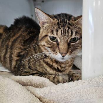 Urian -  Domestic Short Hair Cat for Adoption in Dover, New Hampshire - Urian | PetCurious