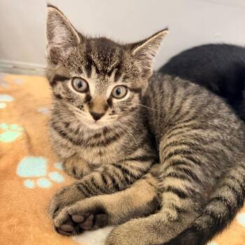 Solstice -  Domestic Short Hair Cat for Adoption in Indianapolis, Indiana - Solstice | PetCurious