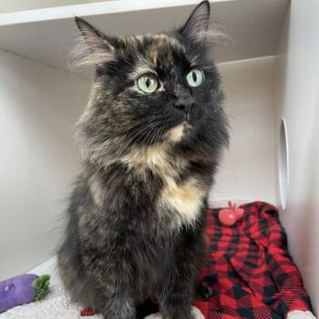 Cleo -  Domestic Long Hair Cat for Adoption in Champaign, Illinois - Cleo | PetCurious