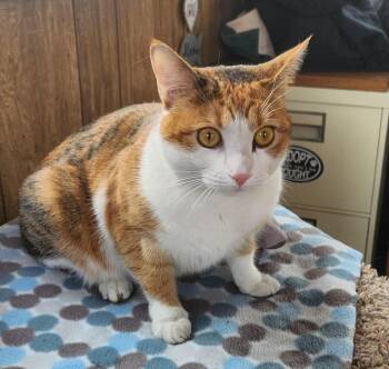 Calico Cats Available for Adoption - Marita | PetCurious