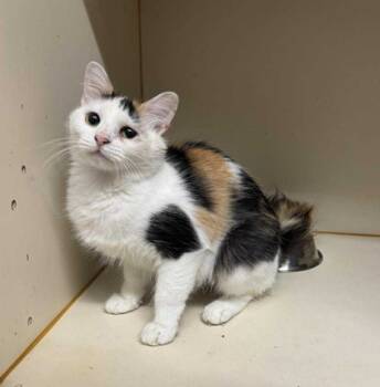 Rescue Domestic Short Hair Cats for Adoption in Morton Grove, Illinois - Liberty Lagoon | PetCurious