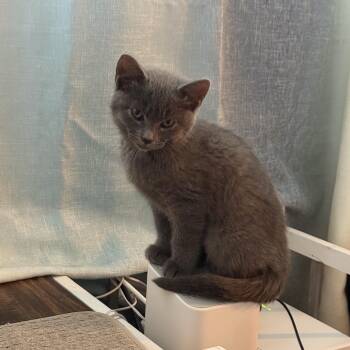 Eleanor -  Domestic Short Hair Cat for Adoption in Omaha, Nebraska - Eleanor | PetCurious