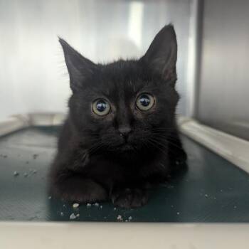 Domestic Short Hair Cats Available for Adoption in Evansville, Indiana - Eiffel | PetCurious