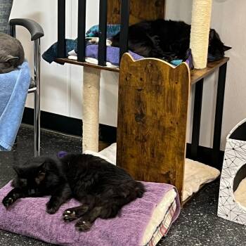Rescue Domestic Long Hair Cats for Adoption in Waltham, Massachusetts - Fluffy & Tempeh | PetCurious