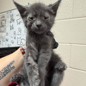 Cheddar -  Domestic Short Hair Cat for Adoption in Reno, Nevada - Cheddar | PetCurious