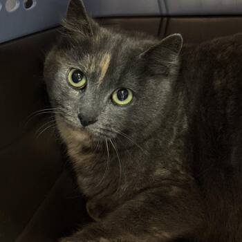 Domestic Short Hair Cats Available for Adoption - Paris | PetCurious