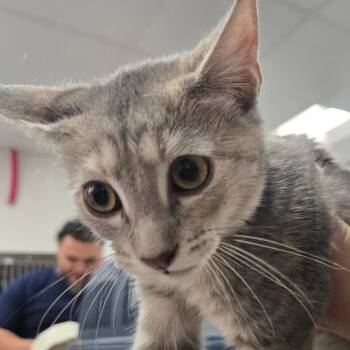 Emily -  Domestic Short Hair Cat for Adoption in Newark, New Jersey - Emily | PetCurious