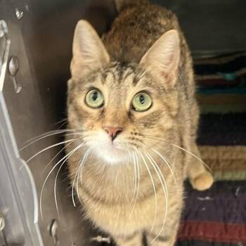 Iceburgh -  Domestic Short Hair Cat for Adoption in Baltimore, Maryland - Iceburgh | PetCurious