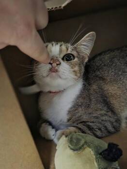 Domestic Short Hair Cats Available for Adoption in Westland, Michigan - Jazzy Jambalaya | PetCurious
