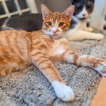 Nacho -  Domestic Short Hair Cat for Adoption in Gainesville, Texas - Nacho | PetCurious