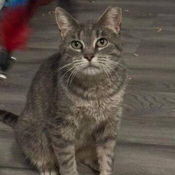 Rescue Domestic Short Hair Cats for Adoption in Medina, Ohio - Daphne | PetCurious