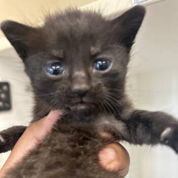 American Shorthair Cats Available for Adoption in Portland, Texas - TXAC-Stray-19778_2_3_4_5 | PetCurious