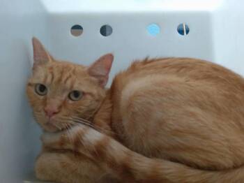 GINGER -  Domestic Short Hair Cat for Adoption in Albuquerque, New Mexico - GINGER | PetCurious
