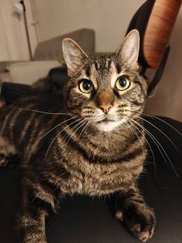 Lilia -  Domestic Short Hair Cat for Adoption in Montreal, Quebec - Lilia | PetCurious