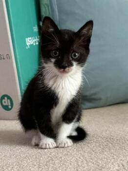 Dash -  Domestic Short Hair Cat for Adoption in Novato, California - Dash | PetCurious