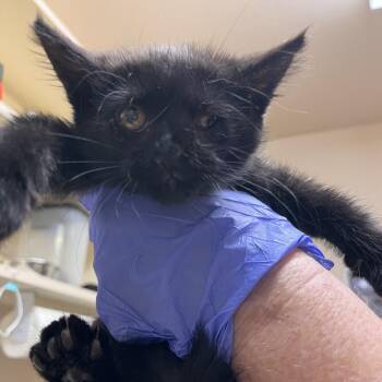 Laguna -  Domestic Medium Hair Cat for Adoption in Kanab, Utah - Laguna | PetCurious