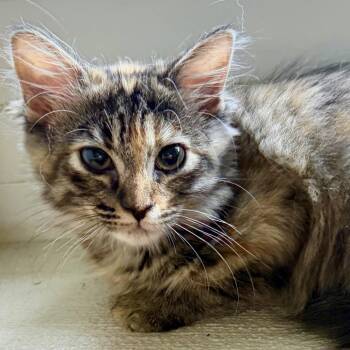 Fluff Box -  Domestic Long Hair Cat for Adoption in Lakeland, Florida - Fluff Box | PetCurious