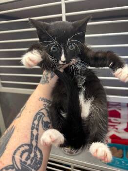 Storm -  Domestic Short Hair Cat for Adoption in Liverpool, New York - Storm | PetCurious