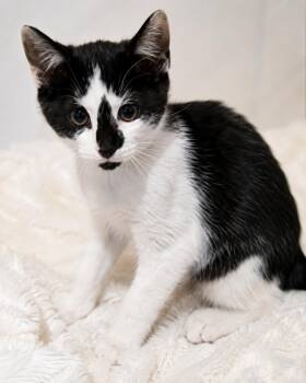 Loki -  Domestic Short Hair Cat for Adoption in Hanover, Pennsylvania - Loki | PetCurious