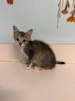 Linda -  Domestic Short Hair Cat for Adoption in Harbor Springs, Michigan - Linda | PetCurious