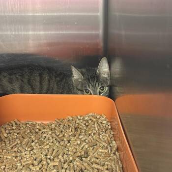 Bella -  Domestic Short Hair Cat for Adoption in Port Charlotte, Florida - Bella | PetCurious