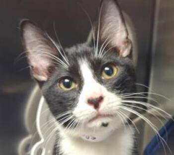 Spot -  Domestic Short Hair Cat for Adoption in Eugene, Oregon - Spot | PetCurious