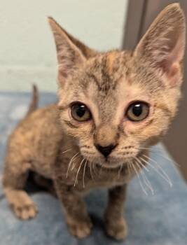 Izma -  Domestic Short Hair Cat for Adoption in Cape Coral, Florida - Izma | PetCurious
