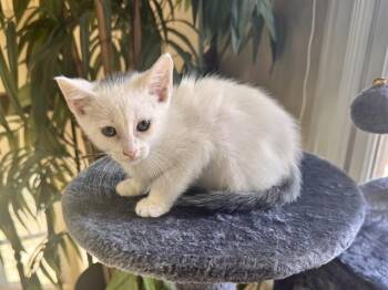 Domestic Short Hair Cats Available for Adoption in Colorado Springs, Colorado - SPOT | PetCurious