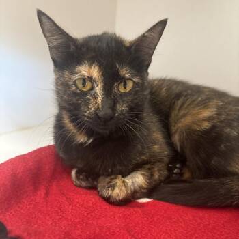 Joyce -  Domestic Short Hair Cat for Adoption in Tulsa, Oklahoma - Joyce | PetCurious