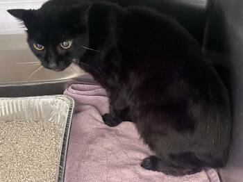 JACK -  Domestic Short Hair Cat for Adoption in Tustin, California - JACK | PetCurious