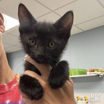 Char -  Domestic Short Hair Cat for Adoption in Washington, District Of Columbia - Char | PetCurious