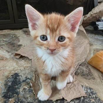 MishMash -  Domestic Short Hair Cat for Adoption in Charlottesville, Virginia - MishMash | PetCurious