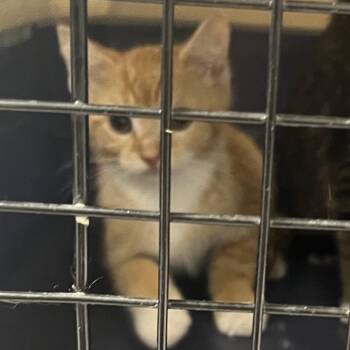 Cobraa -  Domestic Short Hair Cat for Adoption in Philadelphia, Pennsylvania - Cobraa | PetCurious