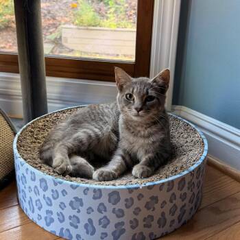 Spumoni -  Domestic Short Hair Cat for Adoption in Candler, North Carolina - Spumoni | PetCurious