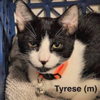 Tyrese -  Domestic Short Hair and Tuxedo Cat for Adoption in Saugerties, New York - Tyrese | PetCurious