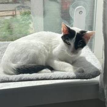 Maureen -  Domestic Short Hair Cat for Adoption in Philadelphia, Pennsylvania - Maureen | PetCurious