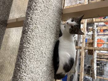 Rescue Domestic Short Hair Cats for Adoption in Faribault, Minnesota - Trudy | PetCurious