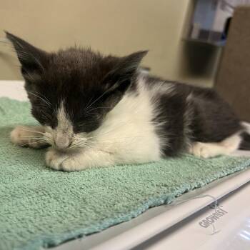 Toesephine -  Domestic Short Hair Cat for Adoption in Pasadena, California - Toesephine | PetCurious