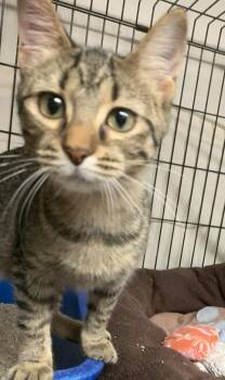 Marissa26 -  Domestic Short Hair Cat for Adoption in Milwaukee, Wisconsin - Marissa26 | PetCurious