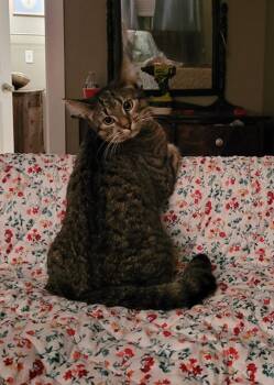 Domestic Short Hair Cats Available for Adoption in Pendleton, Oregon - Lollipop - Courtesy Post | PetCurious
